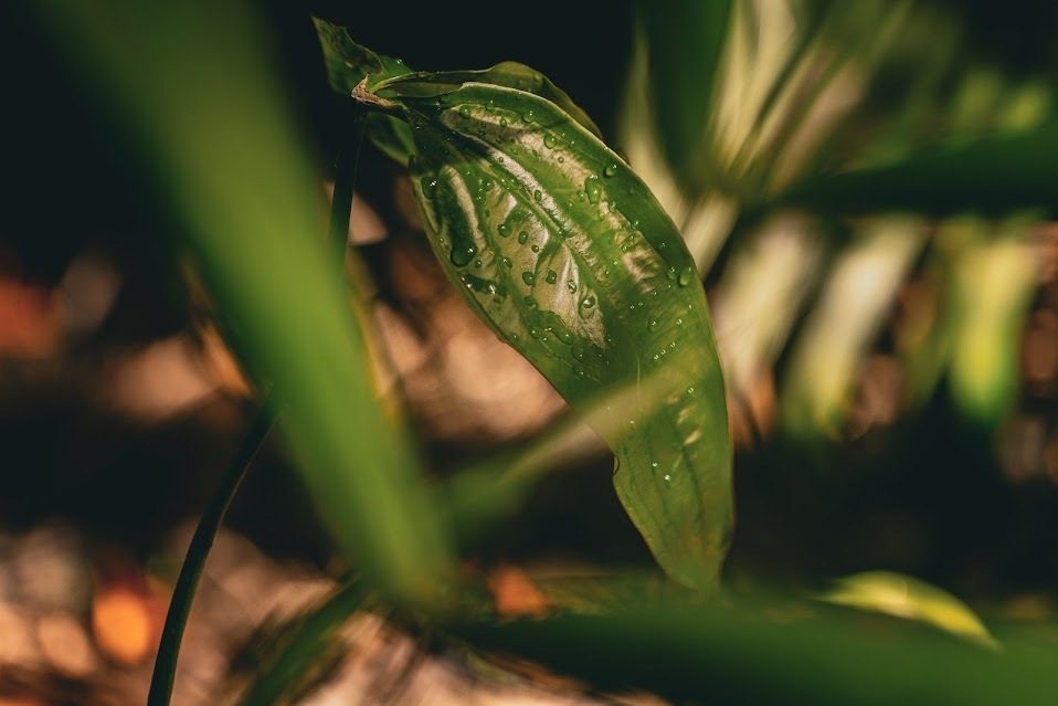 Natura