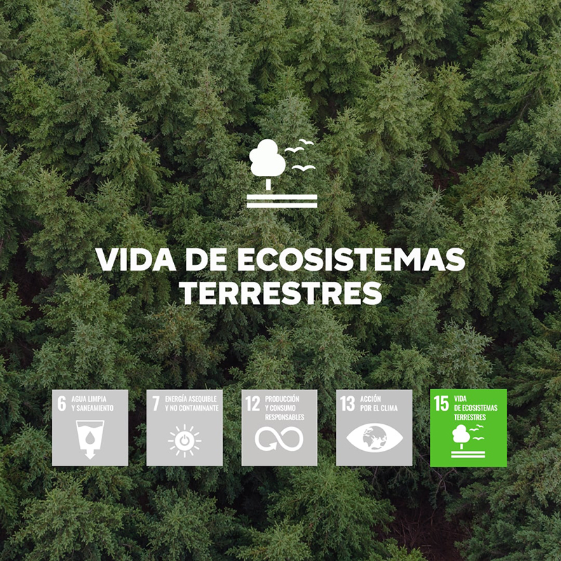 Brico Depôt Día del Medio Ambiente ODS noticias retail