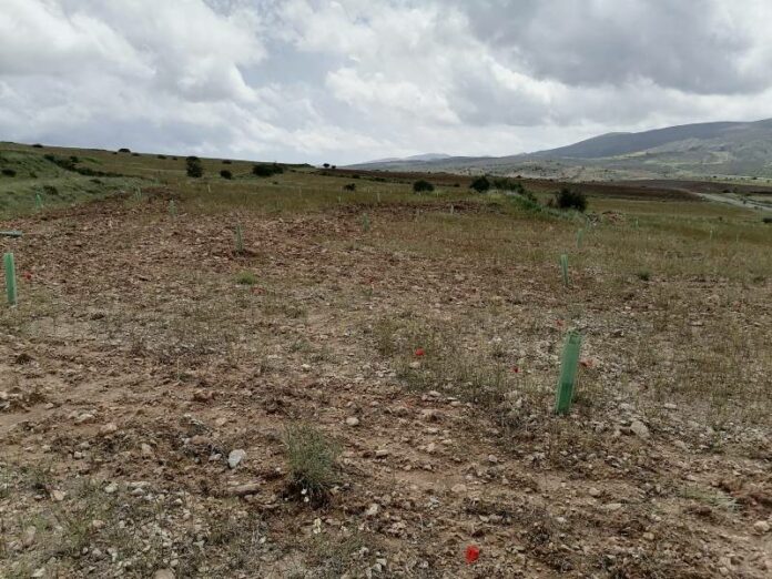 Reforestar Reforestar